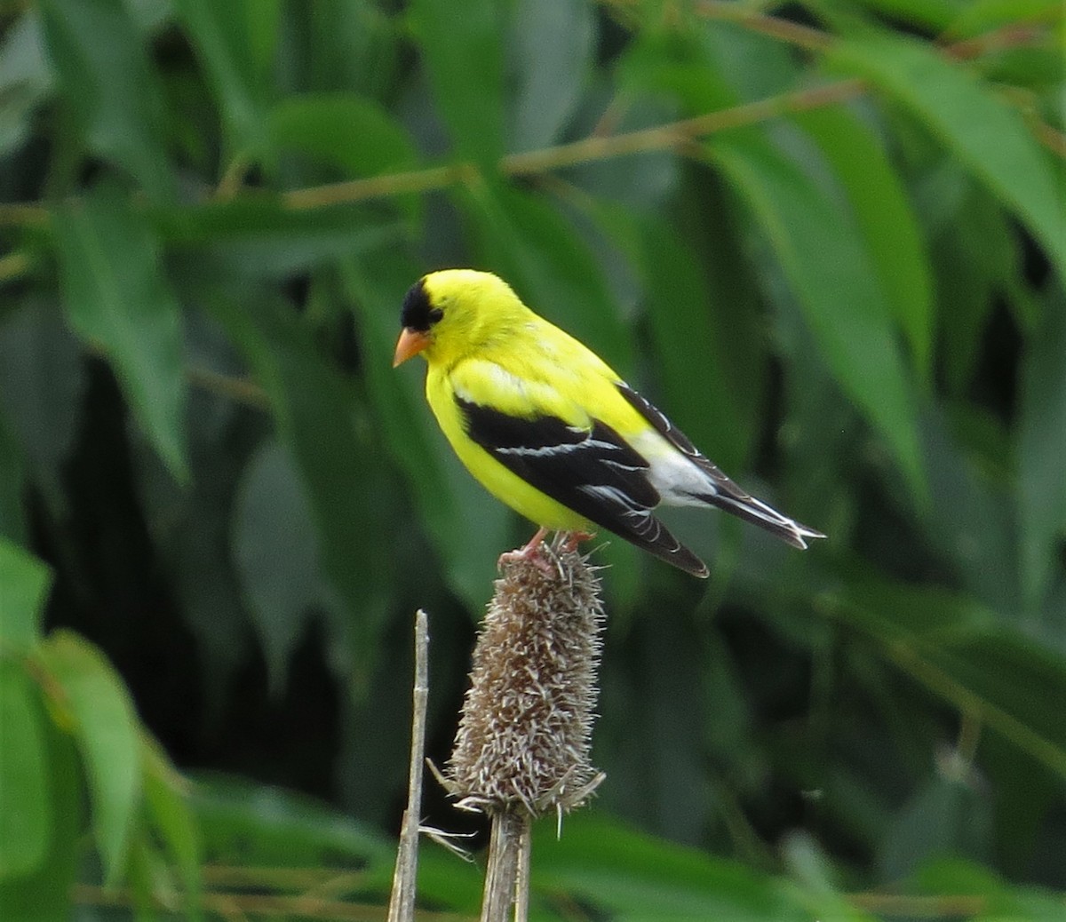eBird Checklist - 20 Jun 2022 - Rockingham Park at the Crossroads - 23 ...