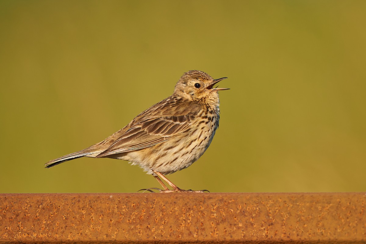 Meadow Pipit - ML461187921