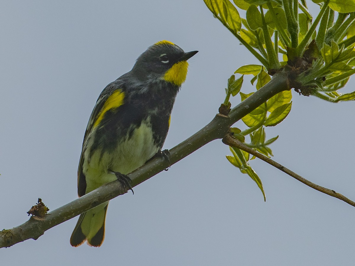 Yellow-rumped Warbler (Audubon's) - ML461191711