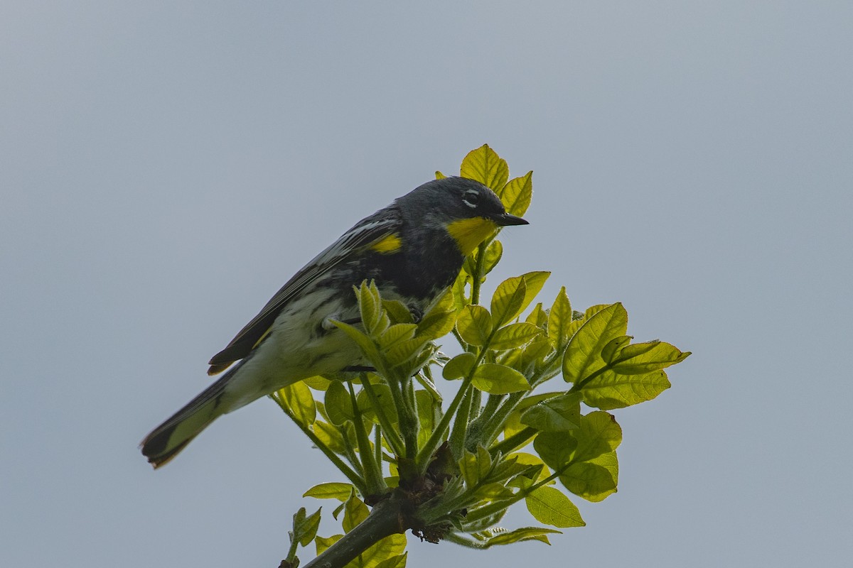 Yellow-rumped Warbler (Audubon's) - ML461191721