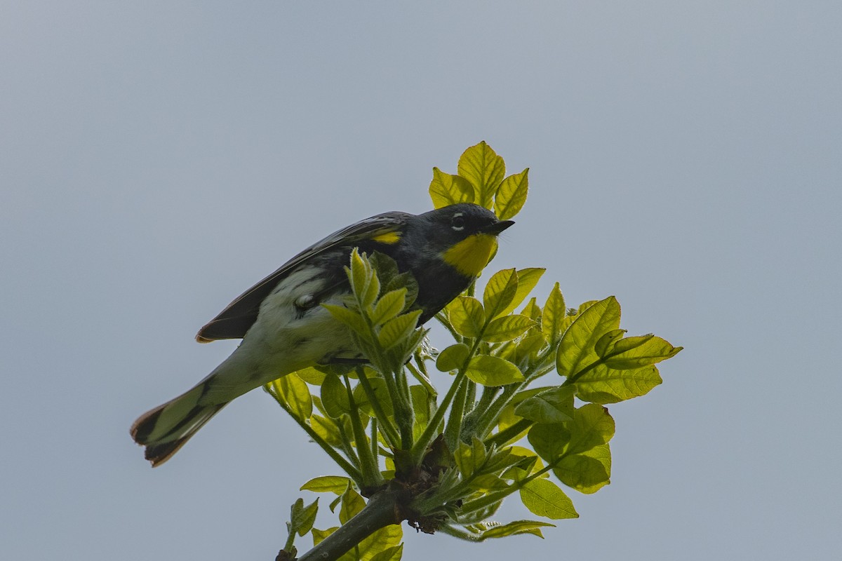Yellow-rumped Warbler (Audubon's) - ML461191731