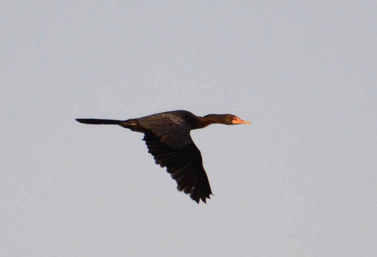 Long-tailed Cormorant - ML46119591