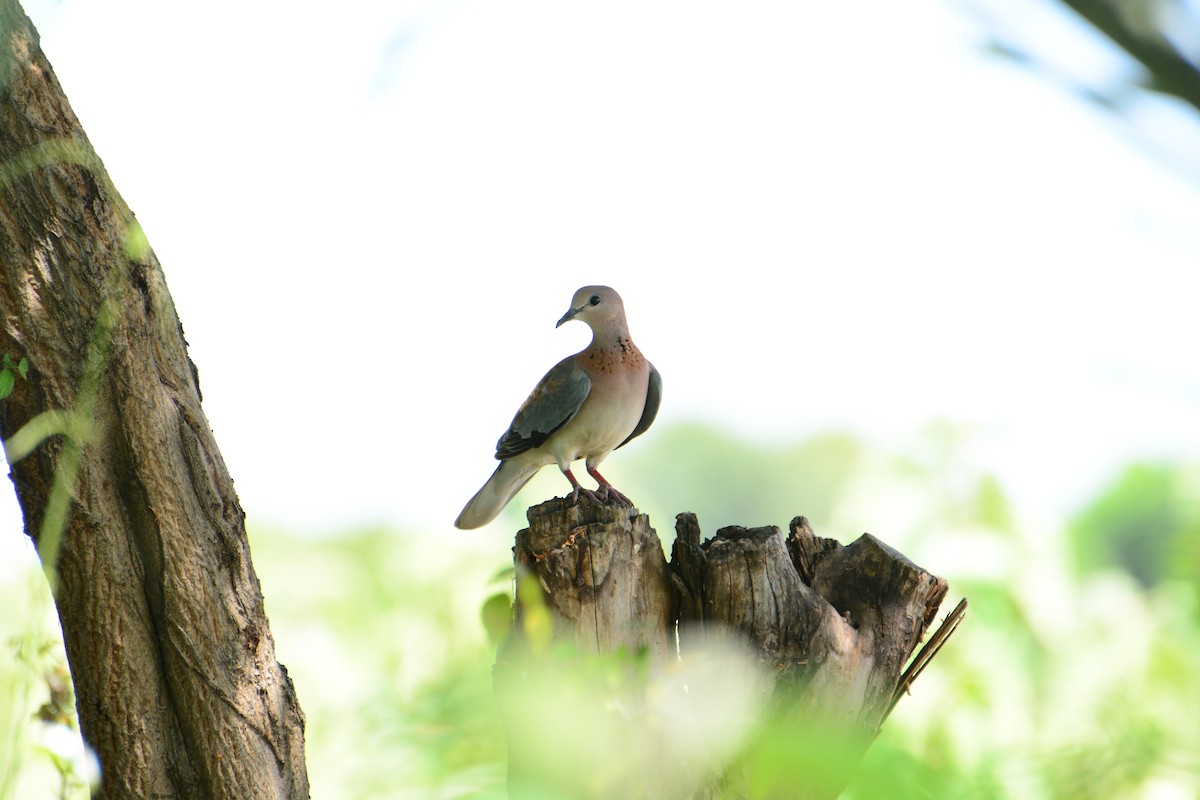 Laughing Dove - ML46119921