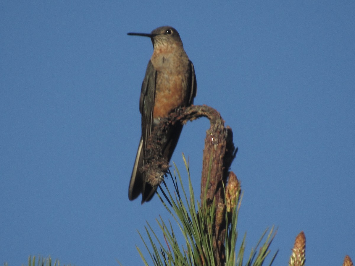 Giant Hummingbird - ML461201041