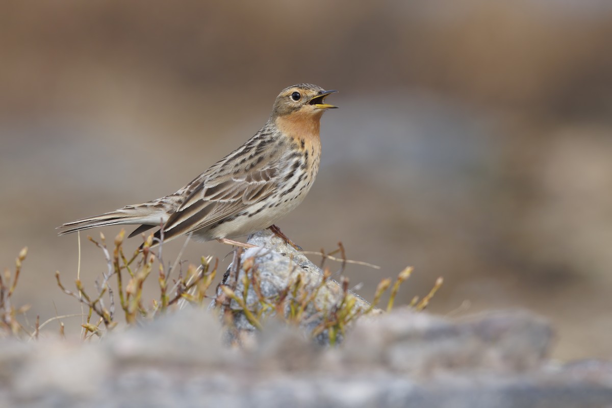 Red-throated Pipit - ML461214631