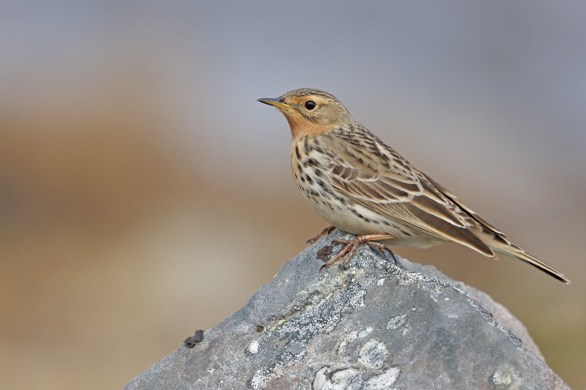 Red-throated Pipit - ML461214641