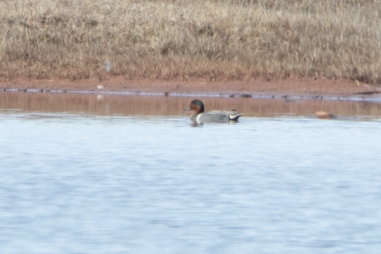 Green-winged Teal - ML461216681