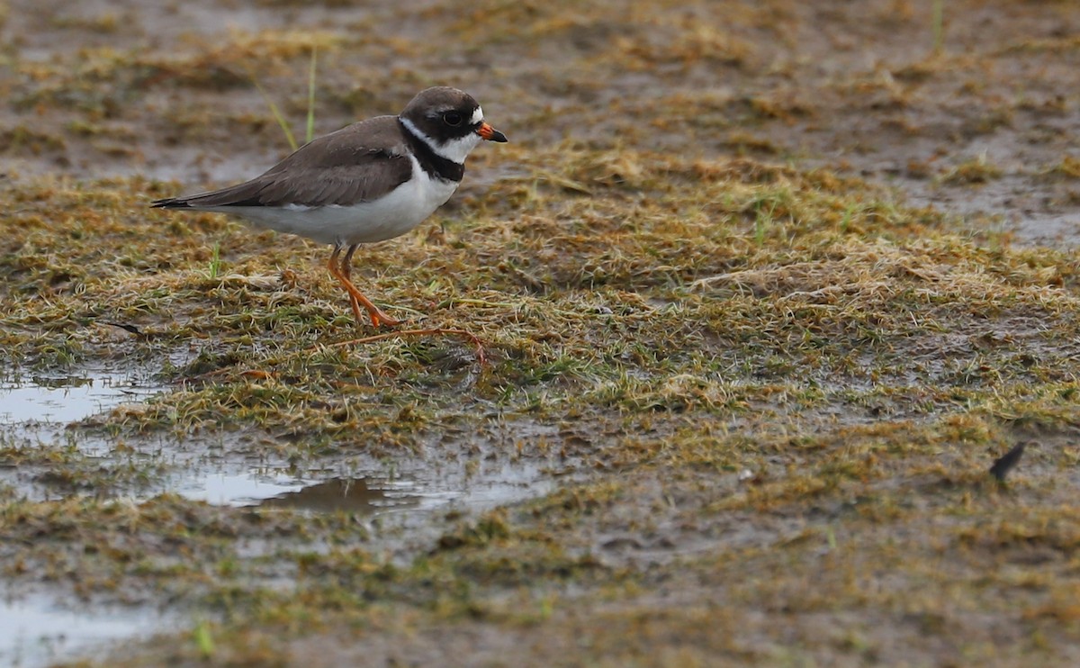 Semipalmated Plover - ML461229261