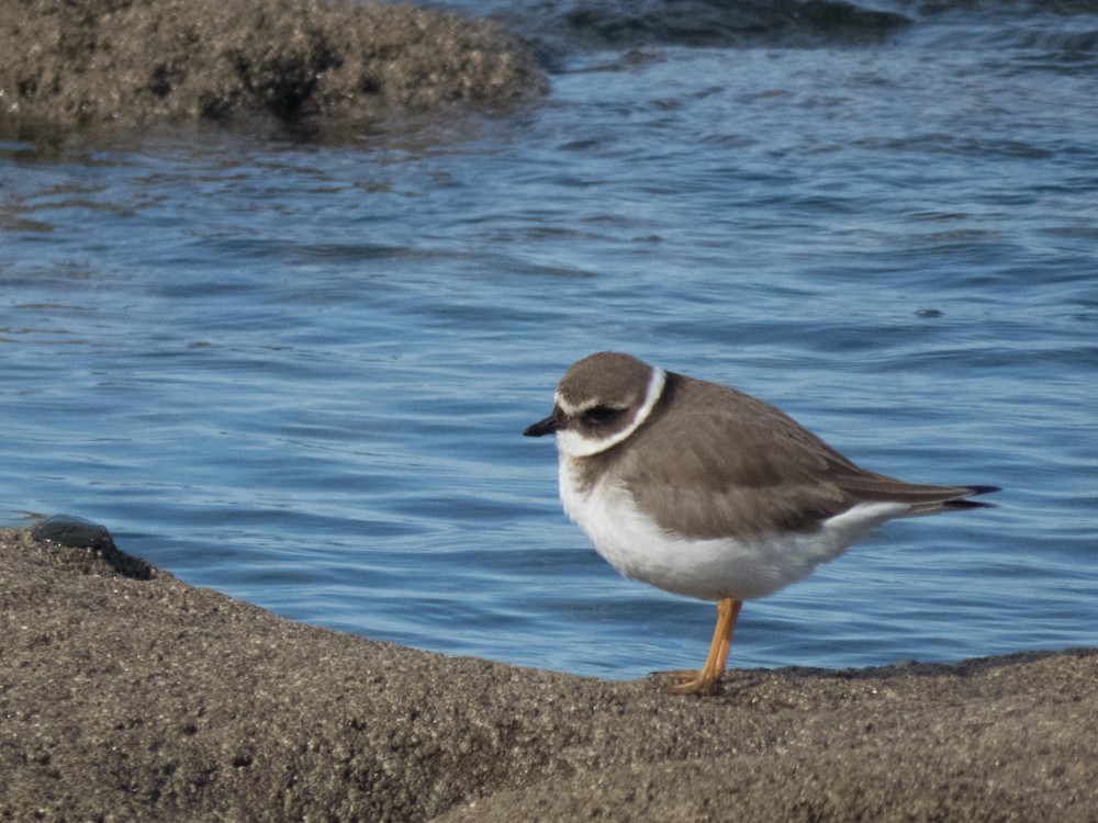 Common Ringed Plover - ML46123001
