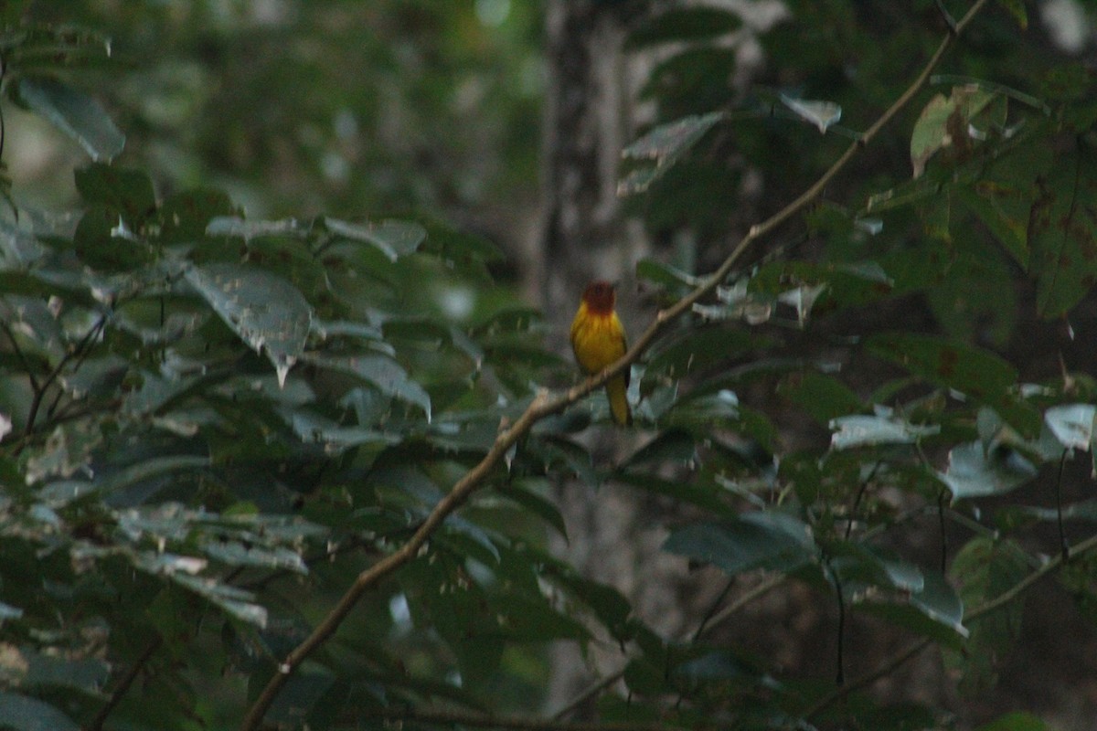 Yellow Warbler (Mangrove) - Pedro Castillo-Caballero