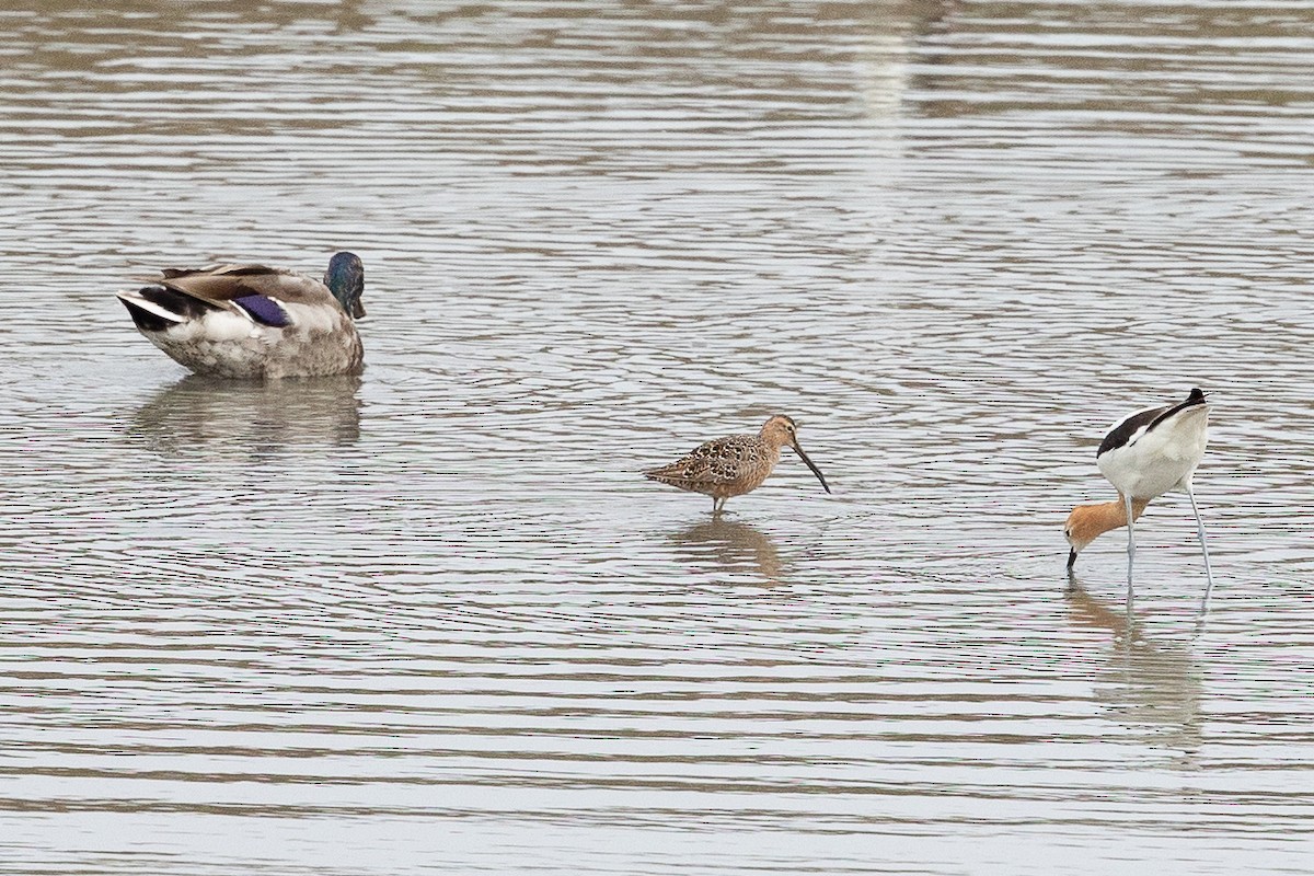 Long-billed Dowitcher - ML461234001