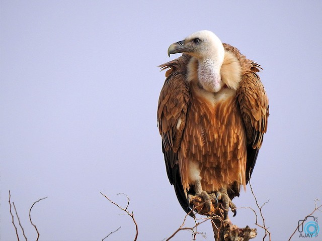 Presumed Definitive Basic frontal view (subspecies <em class="SciName notranslate">fulvescens</em>). - Eurasian Griffon - 