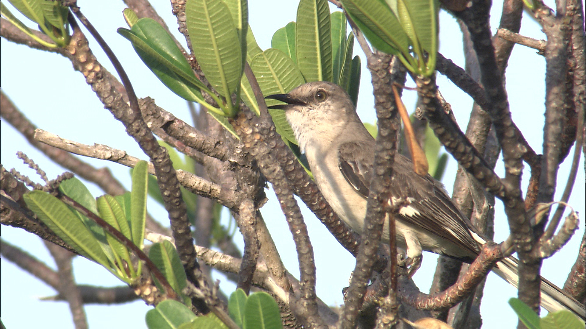 10 Most Common Birds Found in Savannah, GA