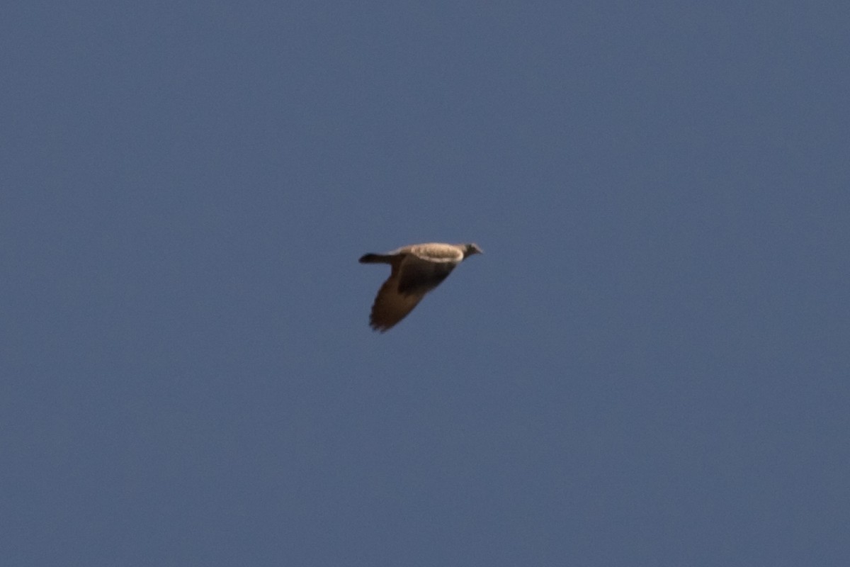 Spot-winged Pigeon - ML461250921
