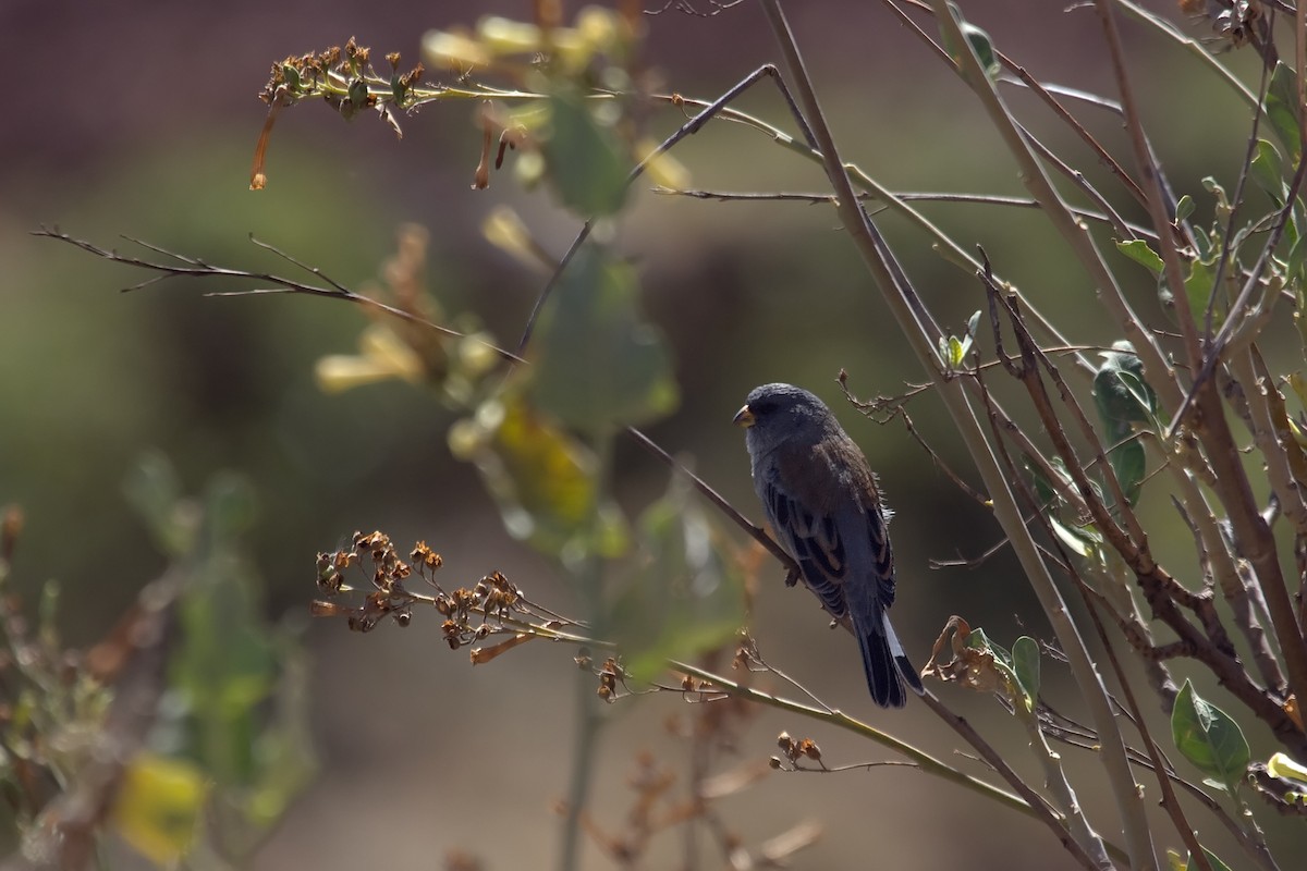 Band-tailed Seedeater - ML461251071