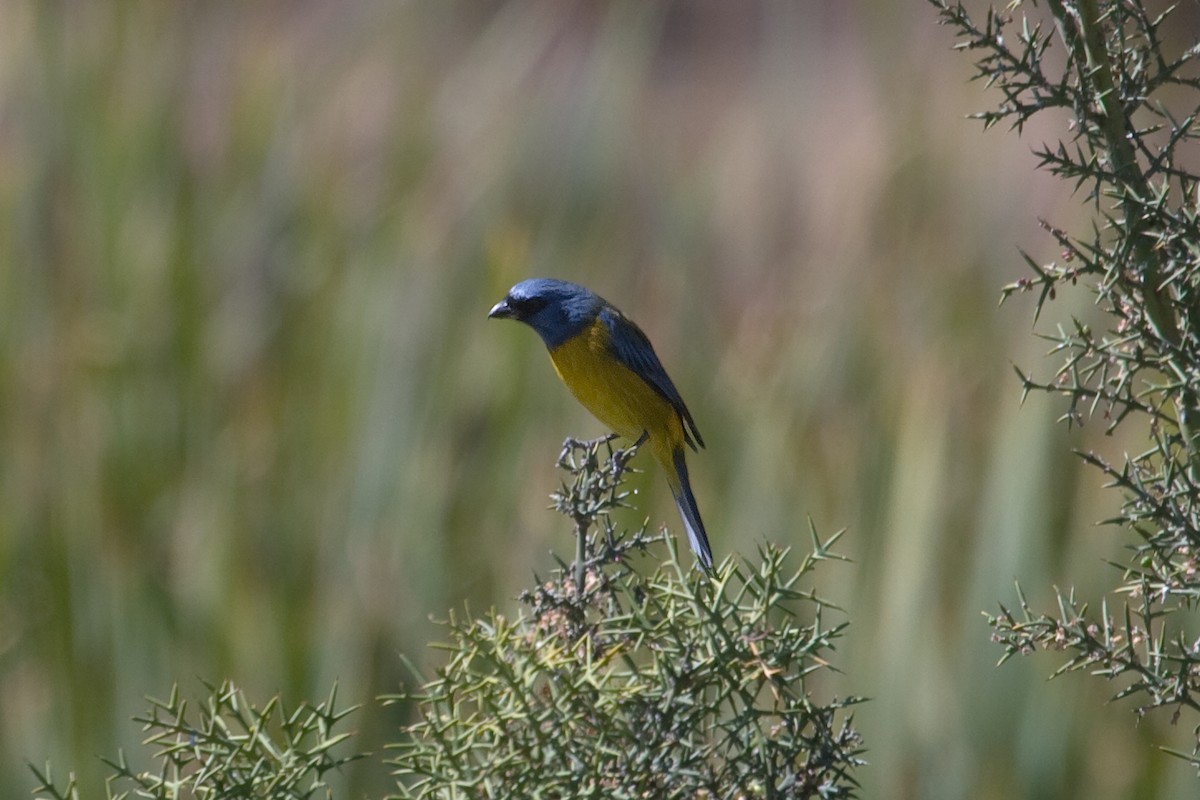 Blue-and-yellow Tanager - ML461251311