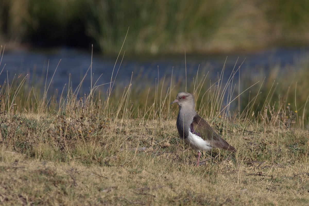 Andean Lapwing - ML461251631