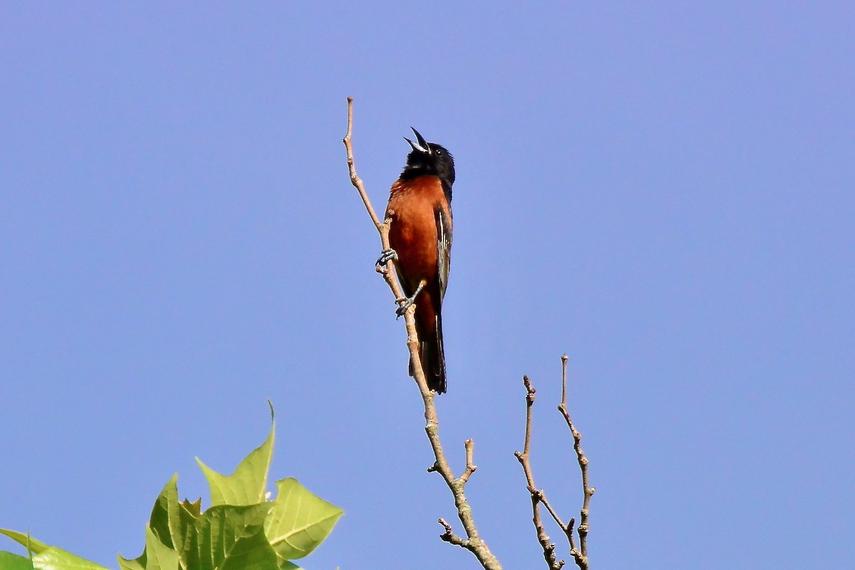 Orchard Oriole - ML461252201