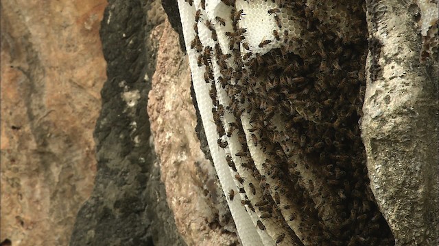 honey bee - ML461253