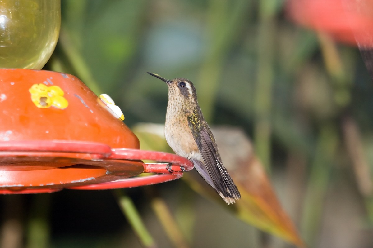 Speckled Hummingbird - ML461253011