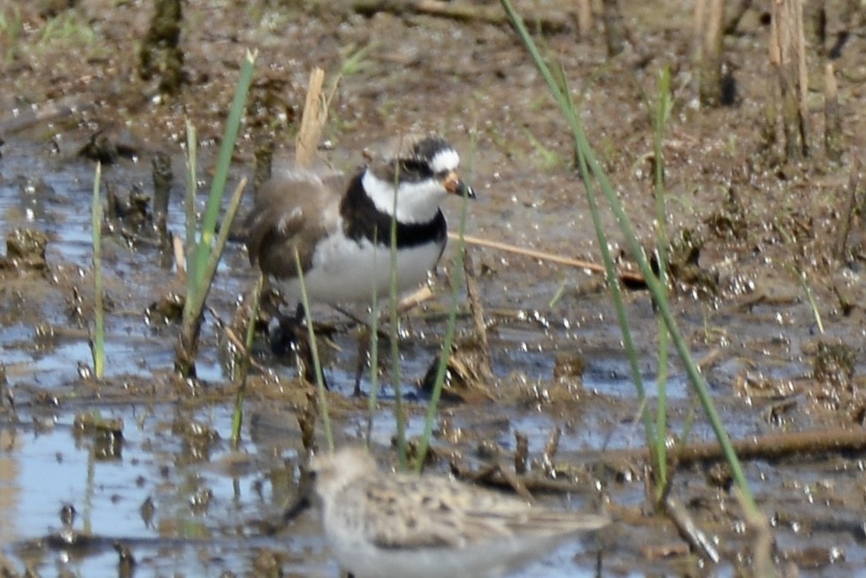 Semipalmated Plover - ML461261811