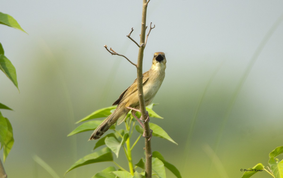 Bristled Grassbird - Praveen  Kumar