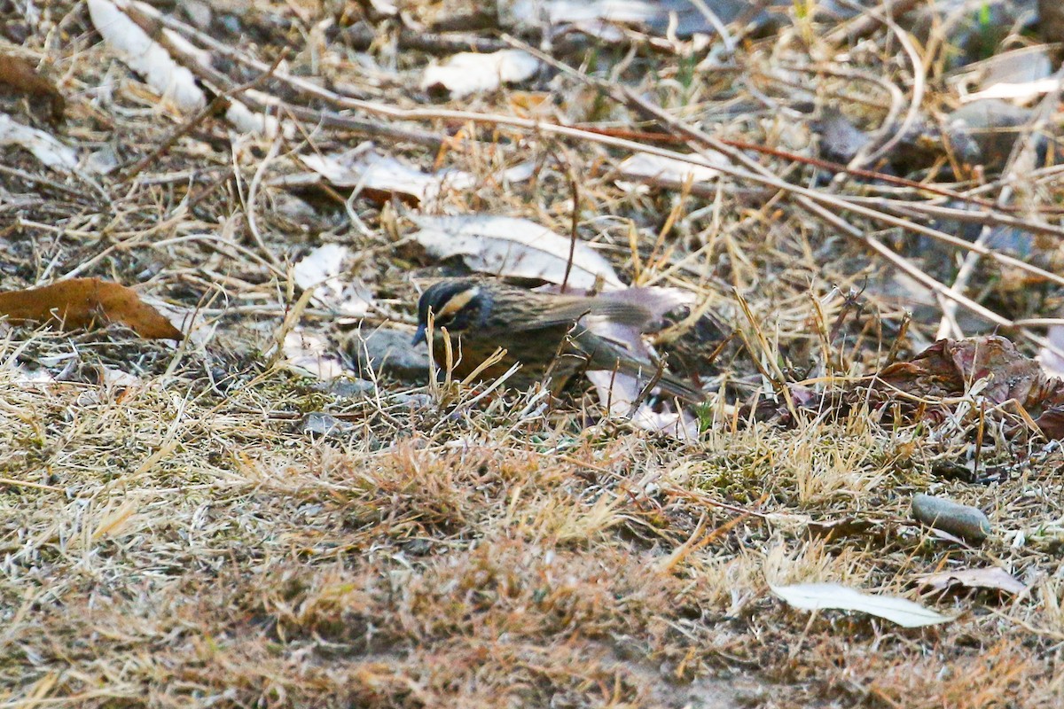 Rufous-breasted Accentor - ML46126921