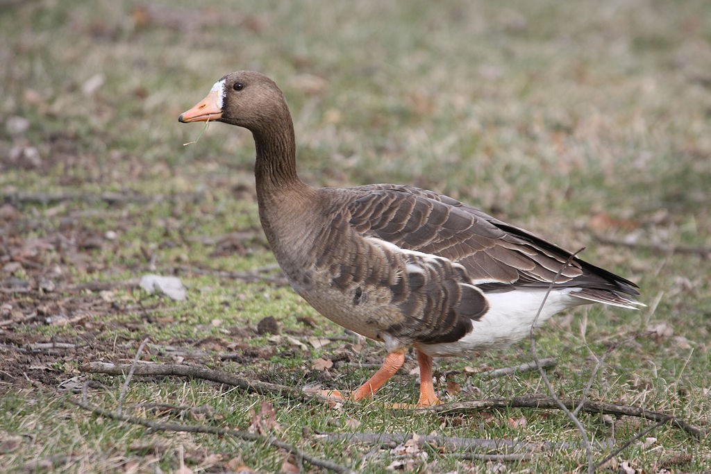 Greater White-fronted Goose - William Hull