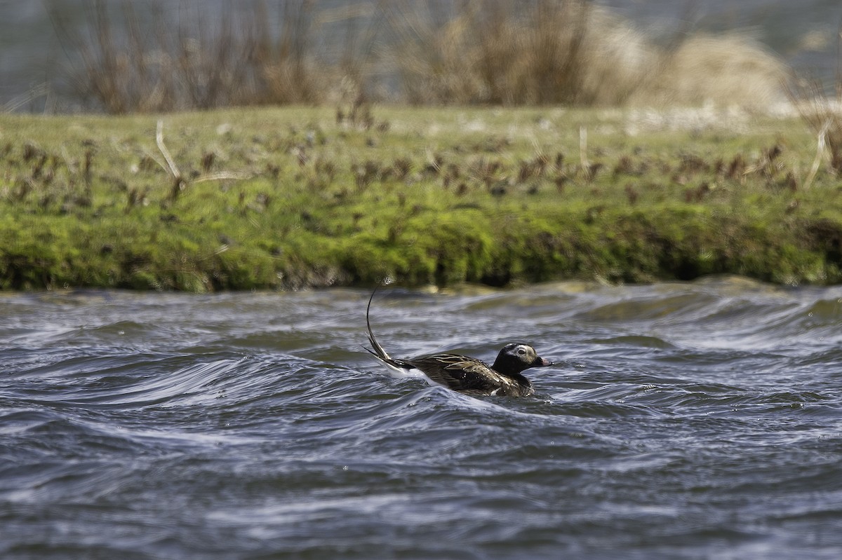 Long-tailed Duck - Cam Nikkel