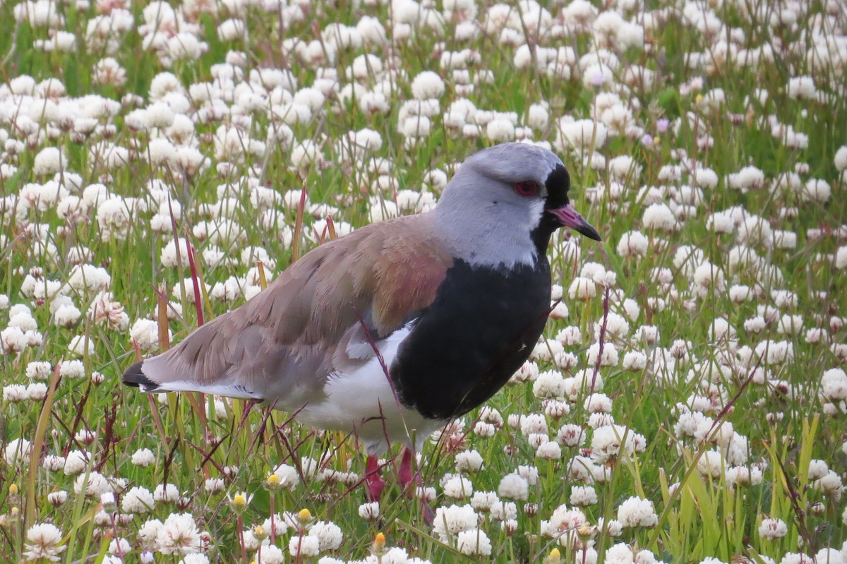 Southern Lapwing - Becky Marvil