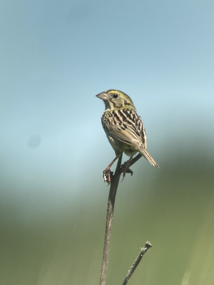 Henslow's Sparrow - Tom Lally