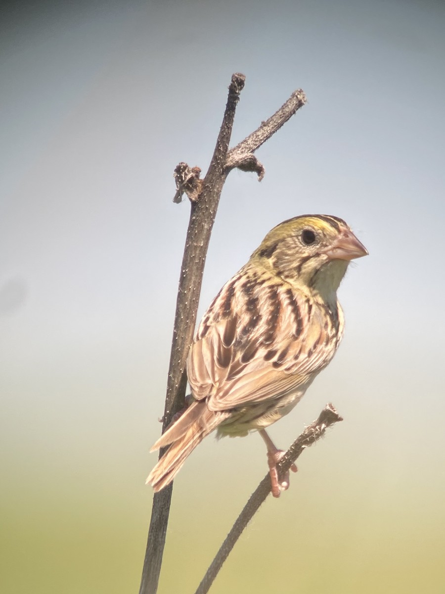Henslow's Sparrow - Tom Lally