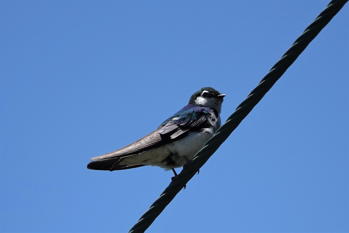 Violet-green Swallow - ML461275371