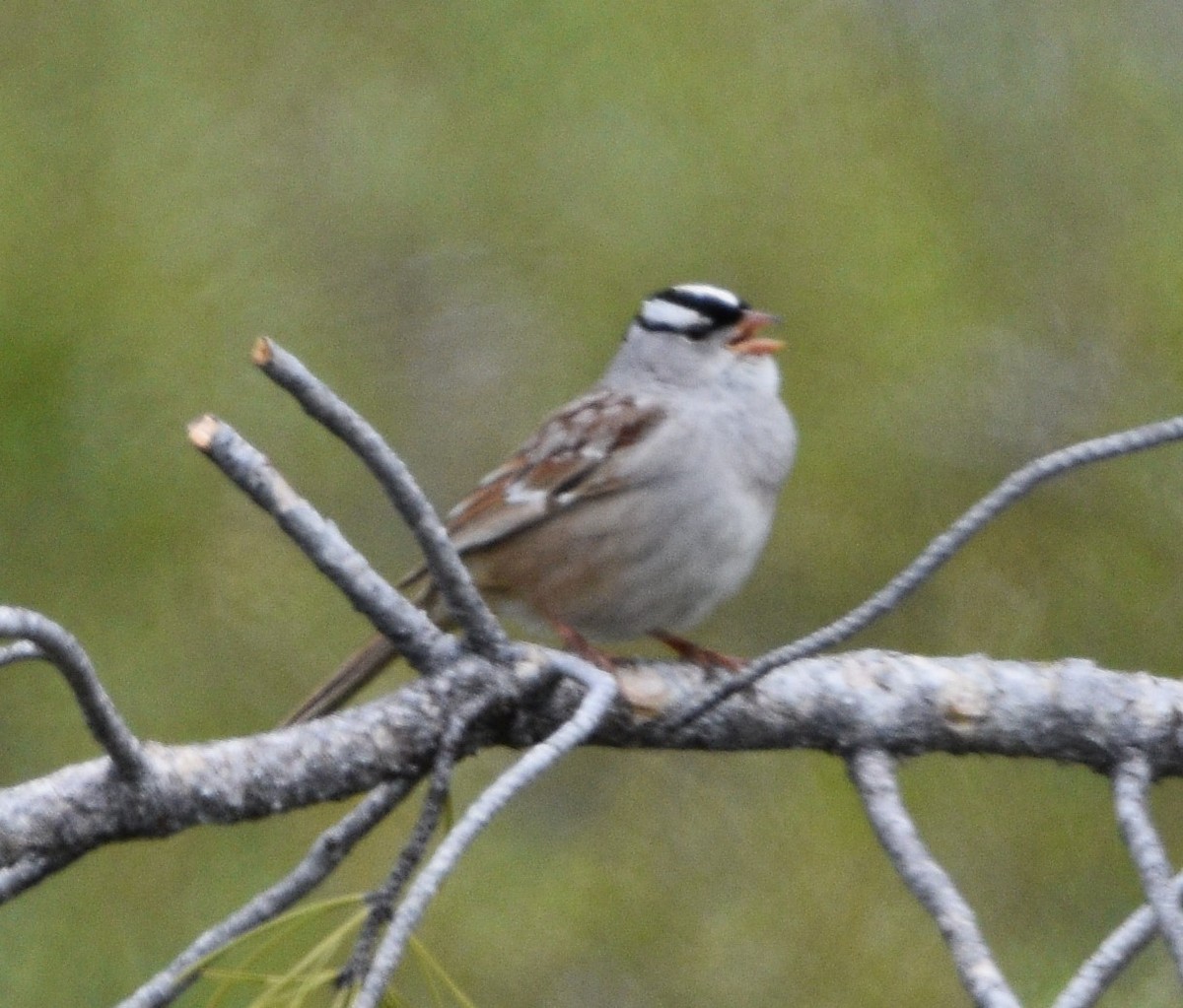 White-crowned Sparrow - ML461275451