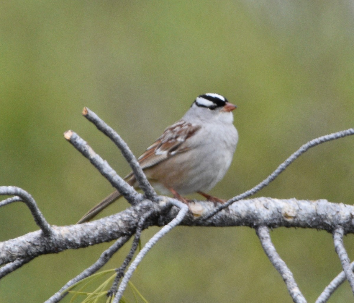 White-crowned Sparrow - ML461275471