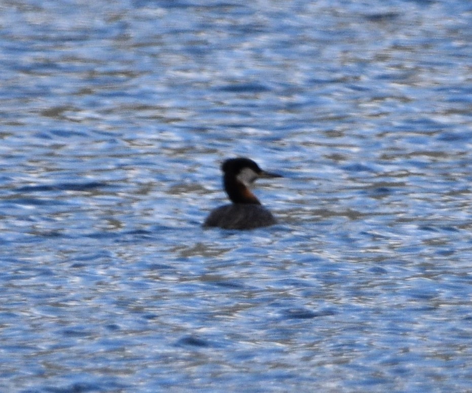 Red-necked Grebe - ML461275721