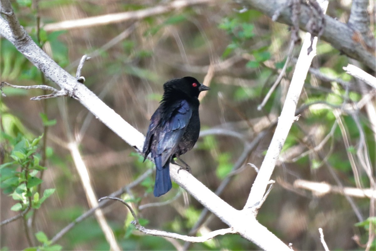 ML461281231 - Bronzed Cowbird - Macaulay Library