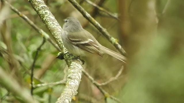 Gray-breasted Flycatcher - ML461282441