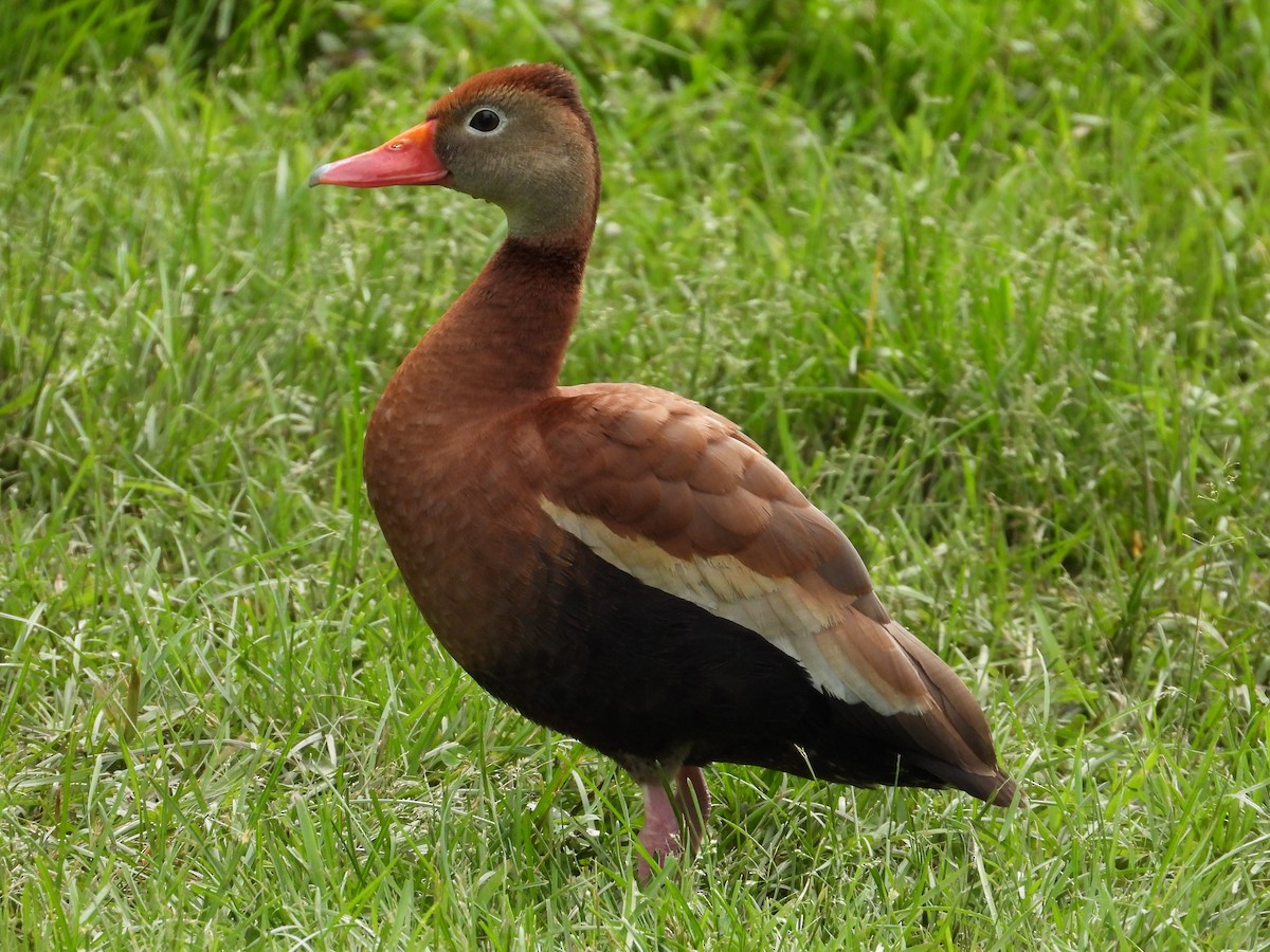 Black-bellied Whistling-Duck - ML461288971