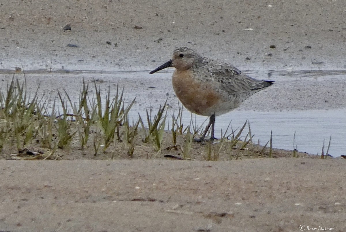 Red Knot - ML461289771