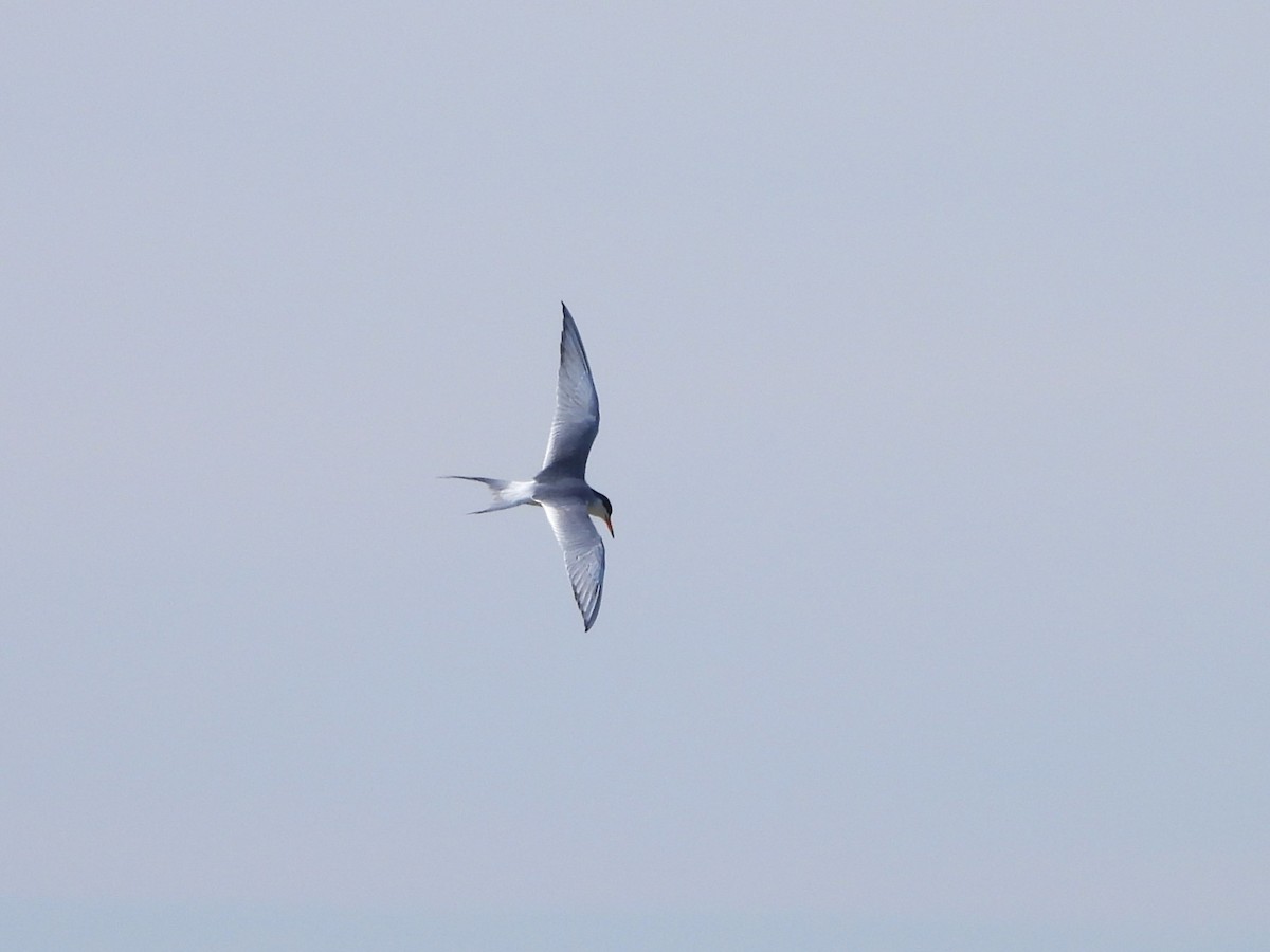Common Tern - ML461291861