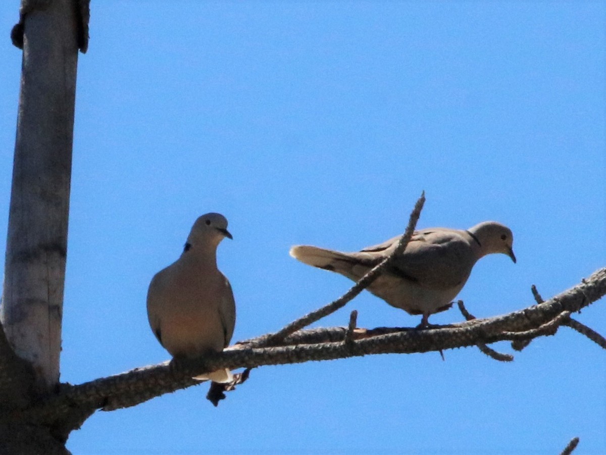 Eurasian Collared-Dove - ML461296621