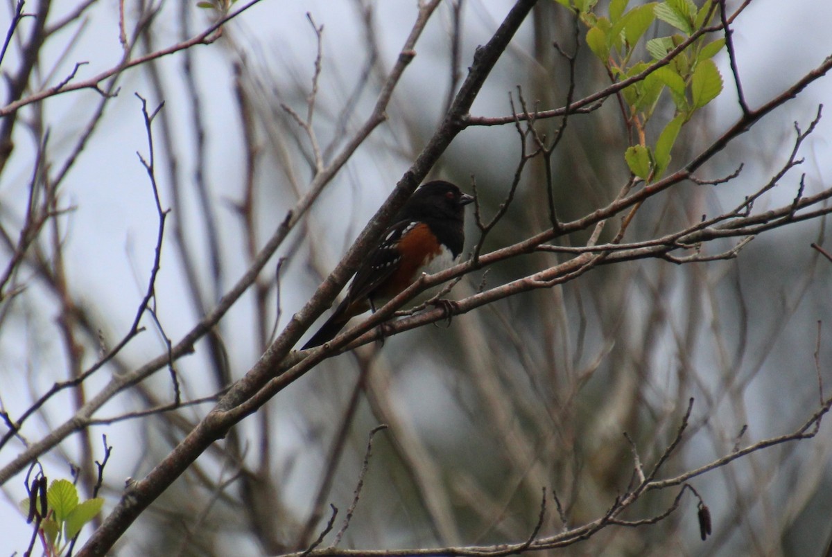 Spotted Towhee - ML461301331