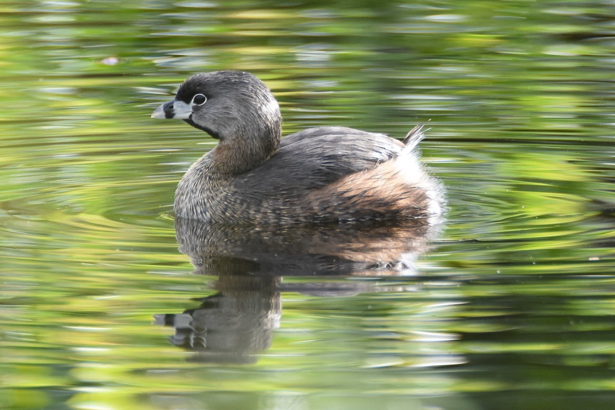 Pied-billed Grebe - Andrew Dobson