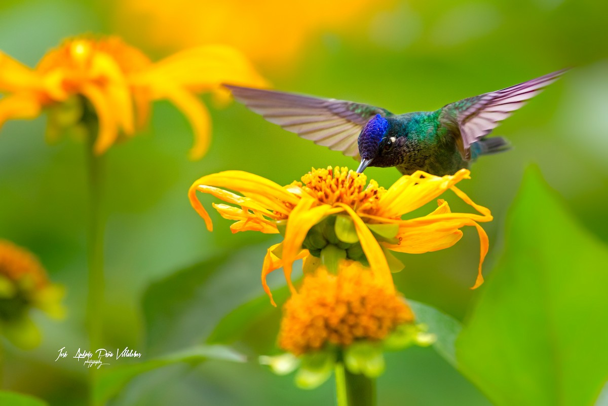 kolibřík fialovohlavý - ML461305441