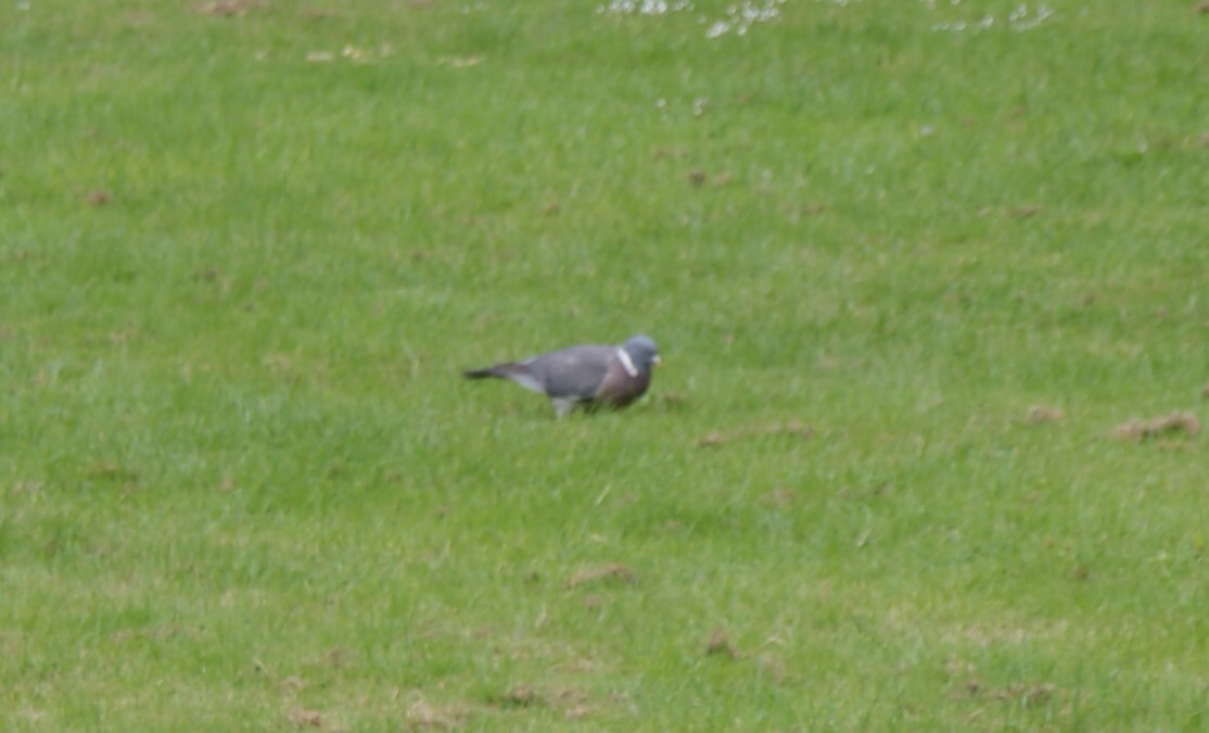 Common Wood-Pigeon - ML461305891