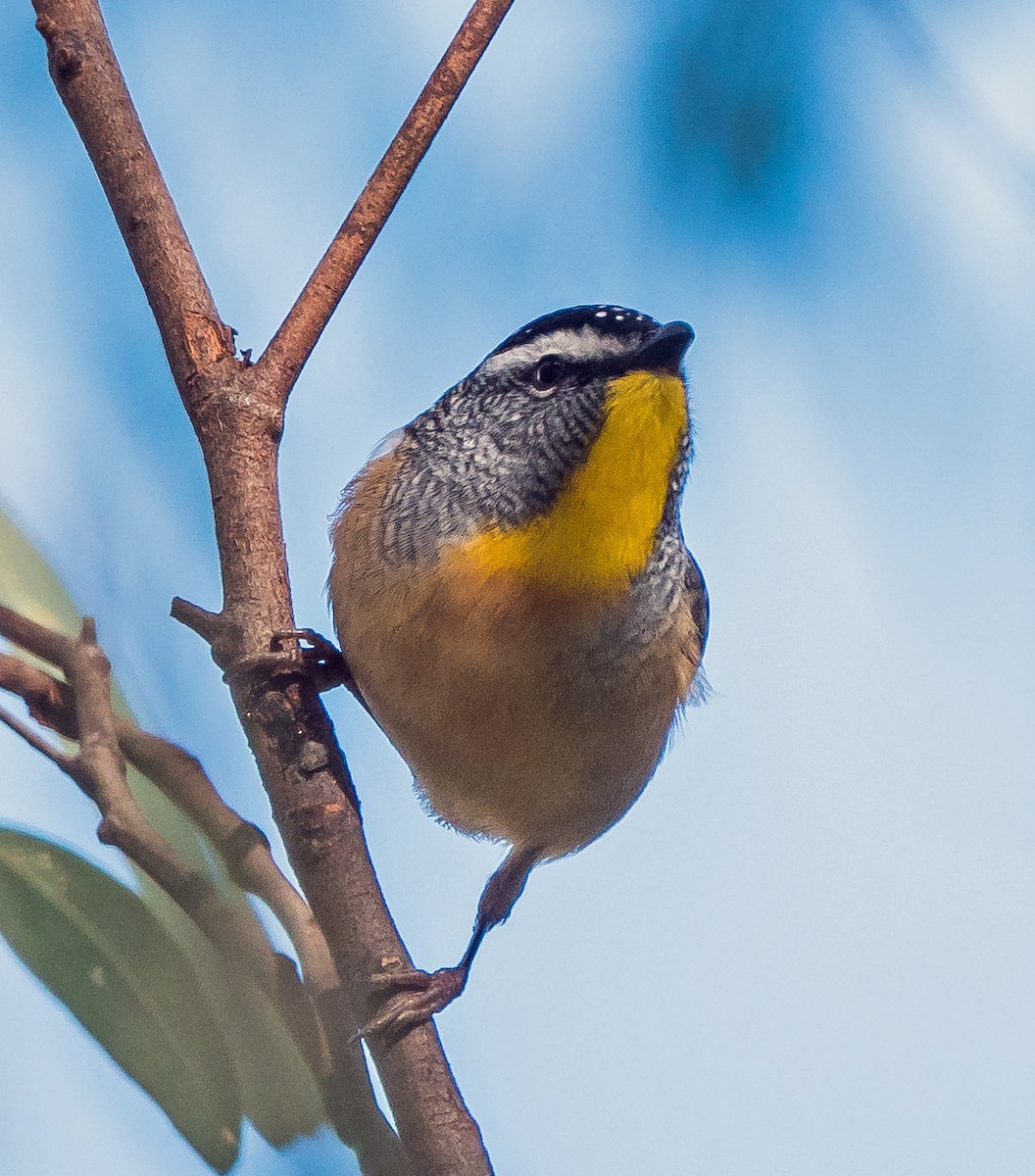 Spotted Pardalote - ML461306221