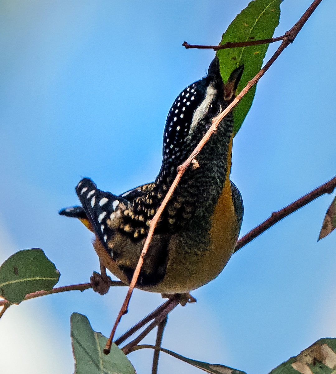 Spotted Pardalote - ML461306231