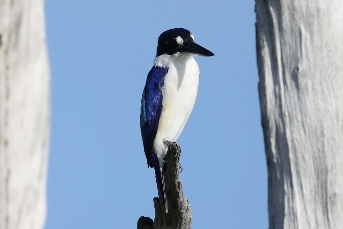 Forest Kingfisher - ML461314051
