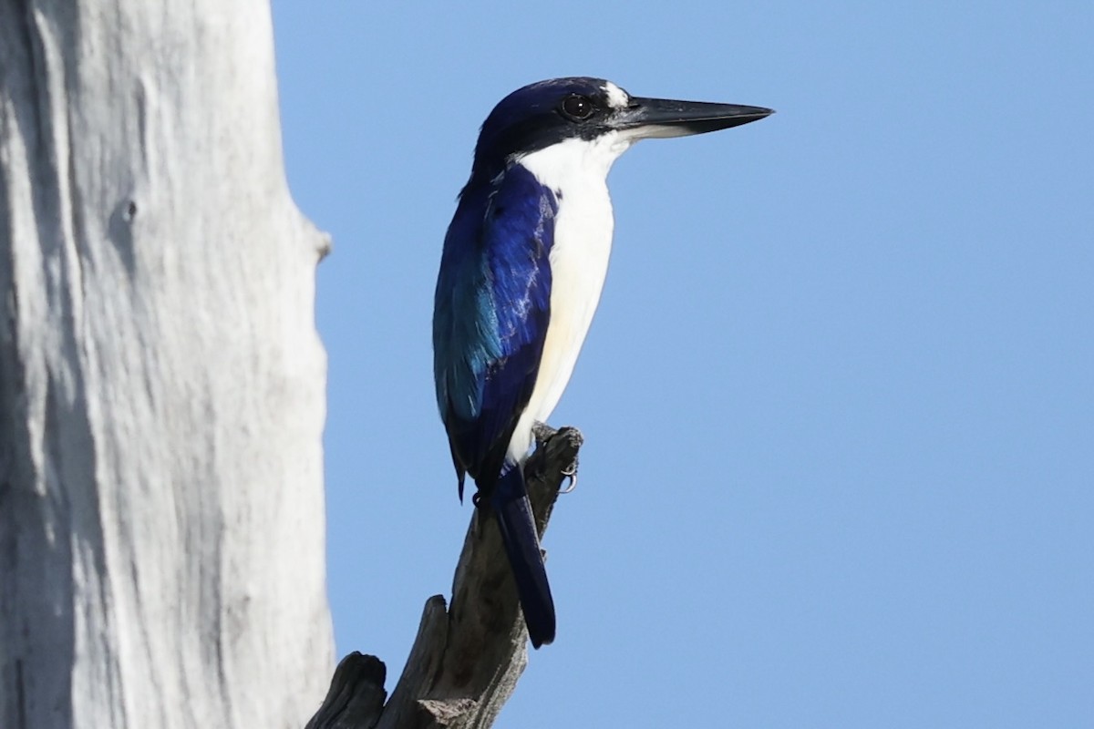 Forest Kingfisher - ML461314061